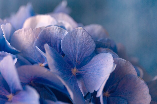 Blaue Hortensienblüten auf Blau.