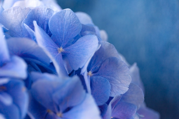 Blaue Hortensienblüten auf Blau.