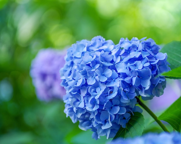 Blaue Hortensienblumen schließen oben