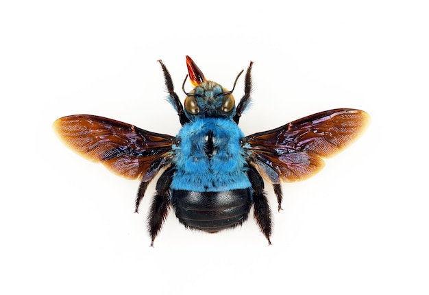 Blaue Hummel, isoliert auf weiss. Xylocopa caerulea Makro Nahaufnahme, Sammlung Insekten, Hautflügler