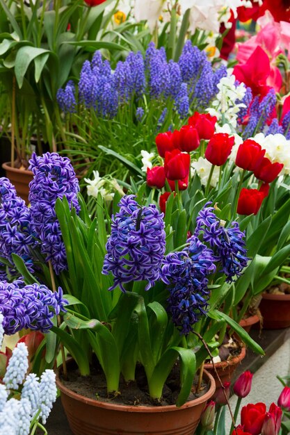 Blaue Hyazinthen und rote Tulpen Frühlingsblumen in Töpfen im Shop ausgestellt