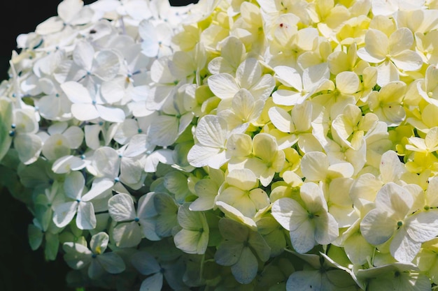 Blaue Hydrangea Hydrangea macrophylla oder Hortensia-Blume oder blaue Blume Geringe Schärfentiefe für ein weiches, verträumtes Gefühl