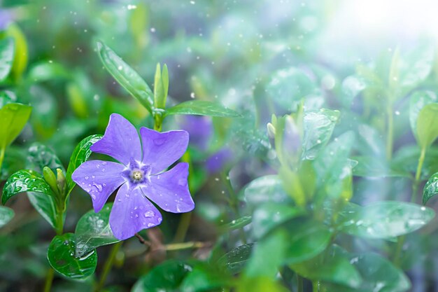 Blaue Immergrünblume, die von der Sonne beleuchtet wird Schöner Frühlingshintergrund