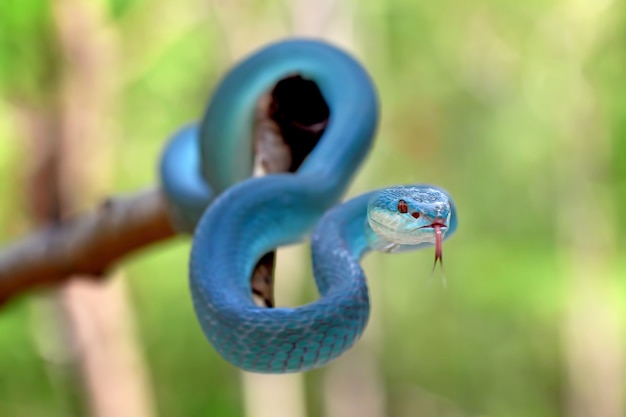 blaue insularis Grubenotter-Schlangen, Trimeresurus albolabris