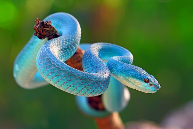 blaue insularis Grubenotter-Schlangen, Trimeresurus albolabris