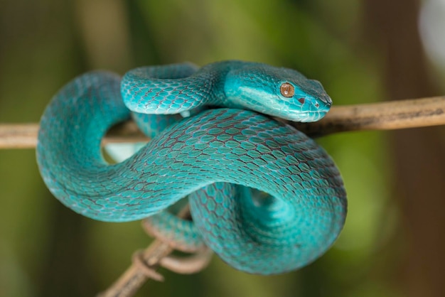 Blaue Insularis-Schlange (Trimeresurus Insularis) Weißlippige Insel-Grubenotter, die an einem Ast hängt