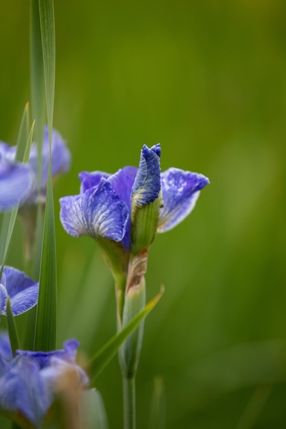 Blaue Iris in der Feldnahaufnahme