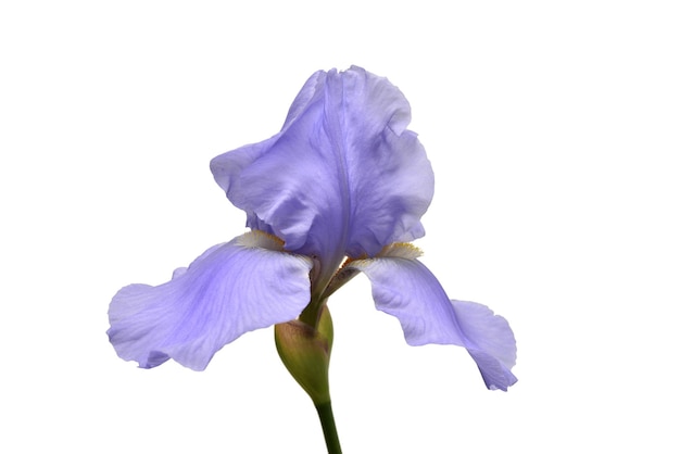 Blaue Irisblume lokalisiert auf weißem Hintergrund. Sommer. Frühling. Flache Lage, Draufsicht. Blumenmuster. Liebe. Valentinstag