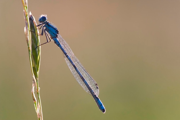 Blaue Jungfrauenkönig