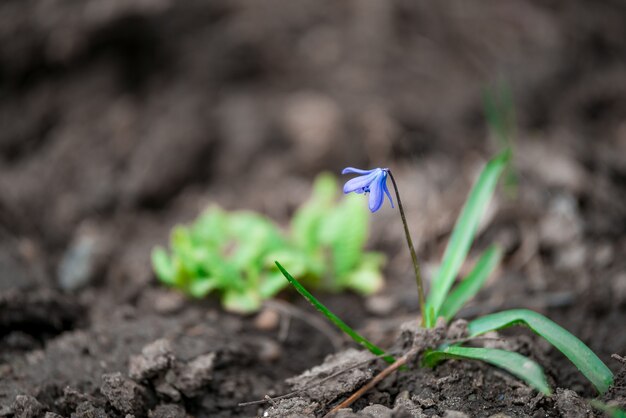 Blaue kleine Blumen zuerst auf einem leeren Boden im Frühjahr. Saisonaler natürlicher Blumenhintergrund.