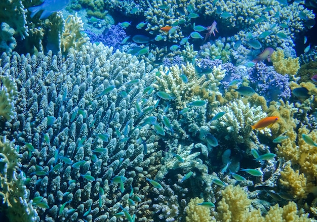 Blaue Korallen und blaue Fische am Riff im Roten Meer