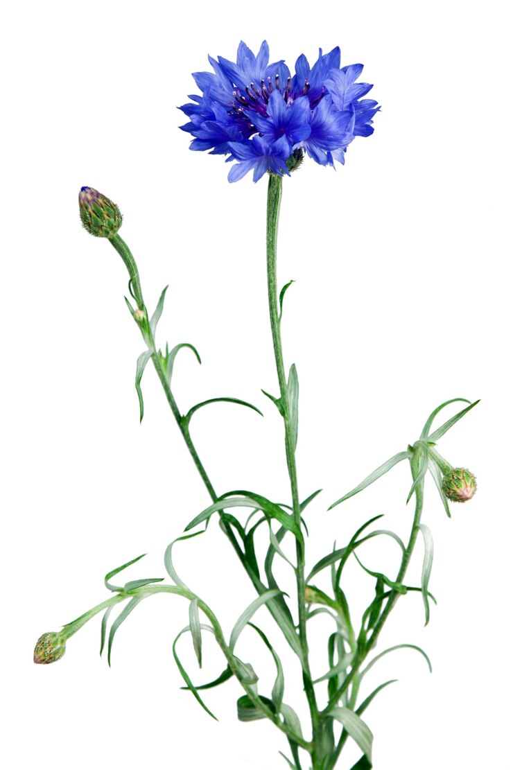 Blaue Kornblume auf dem weißen Hintergrund isoliert