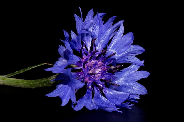 Blaue Kornblume (Centaurea Cyanus) auf schwarzem Hintergrund. Poster.