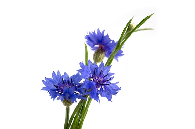 Blaue Kornblume (Centaurea Cyanus) auf weißem Hintergrund. Poster.