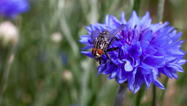 Blaue Kornblume eine Blume, auf der eine große schwarze Fliege sitzt