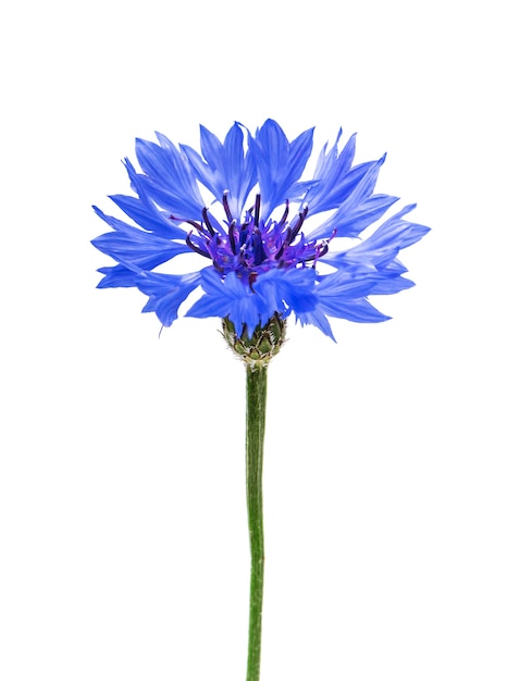 blaue Kornblume lokalisiert auf weißem Hintergrund.