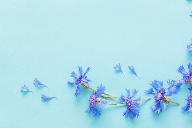 Blaue Kornblumen auf blauem Papier