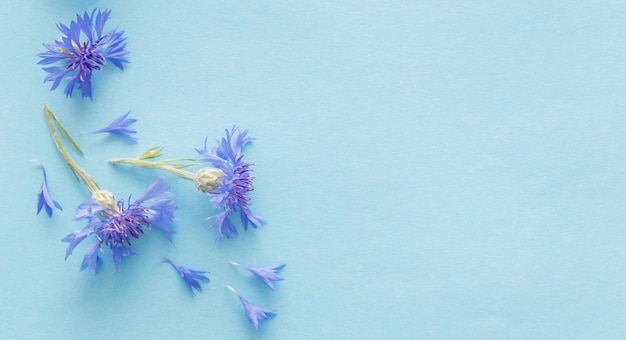 Blaue Kornblumen auf blauer Papieroberfläche