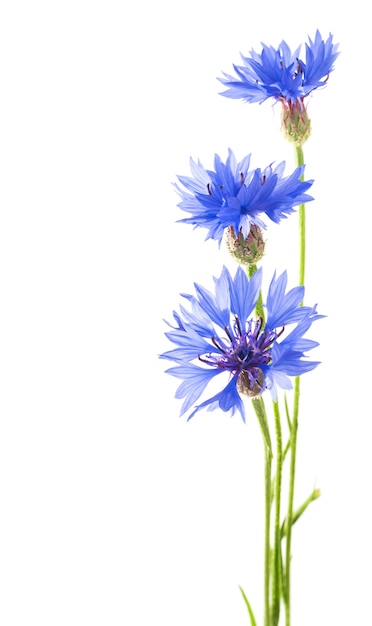 blaue Kornblumen auf weißem Hintergrund