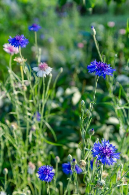 Blaue Kornblumen im Garten an einem sonnigen Tag