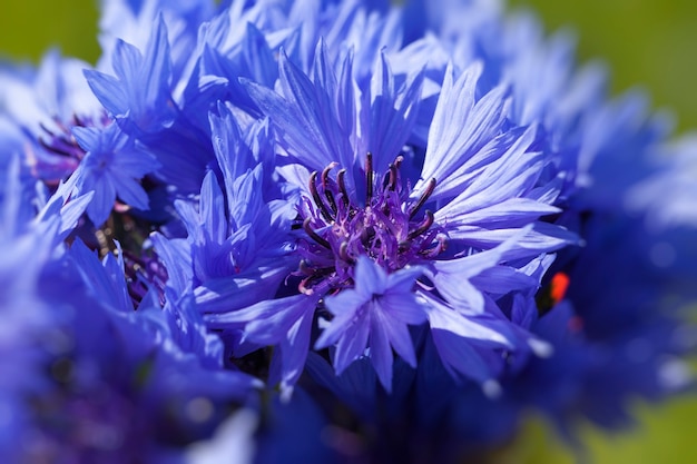 Blaue Kornblumen im Sommer