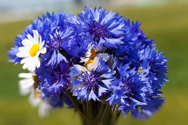 Foto blaue kornblumen im sommer