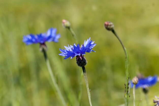 Blaue Kornblumen im Sommer