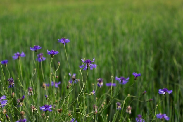 blaue Kornblumen im Sommerfeld