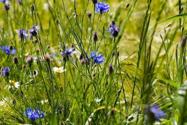 Blaue Kornblumen wachsen auf einem landwirtschaftlichen Gebiet, blaue Kornblumen im Sommer