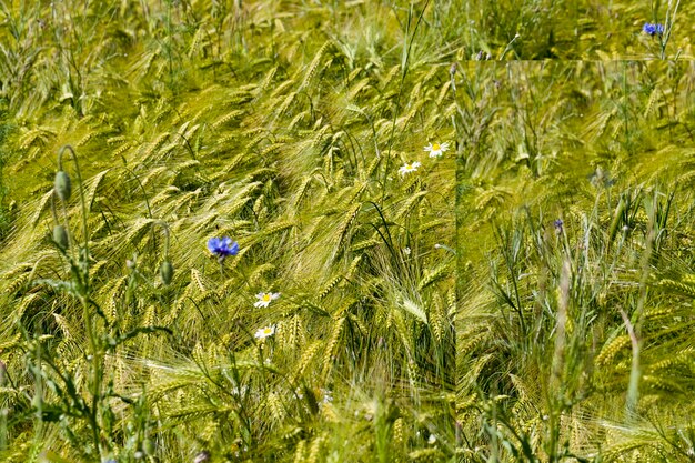 Blaue Kornblumen wachsen auf einem landwirtschaftlichen Gebiet, blaue Kornblumen im Sommer