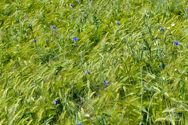 Blaue Kornblumen wachsen auf einem landwirtschaftlichen Gebiet, blaue Kornblumen im Sommer