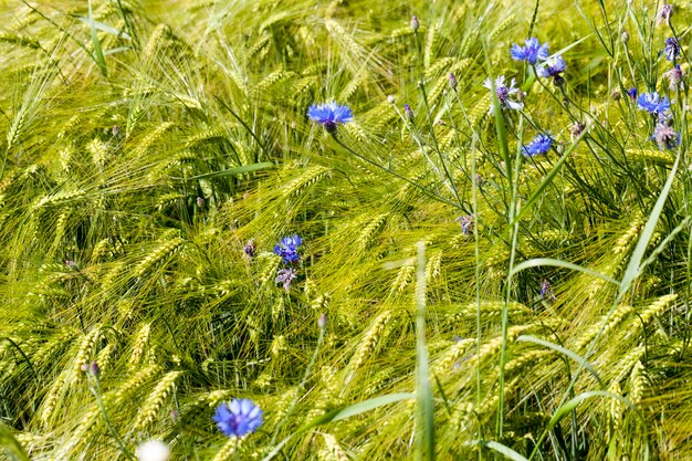 Blaue Kornblumen wachsen auf einem landwirtschaftlichen Gebiet, blaue Kornblumen im Sommer