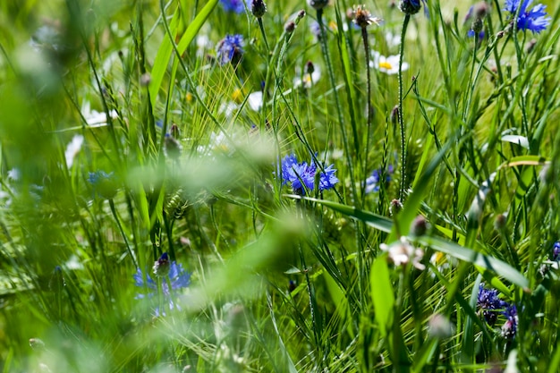 Blaue Kornblumen wachsen im Sommer