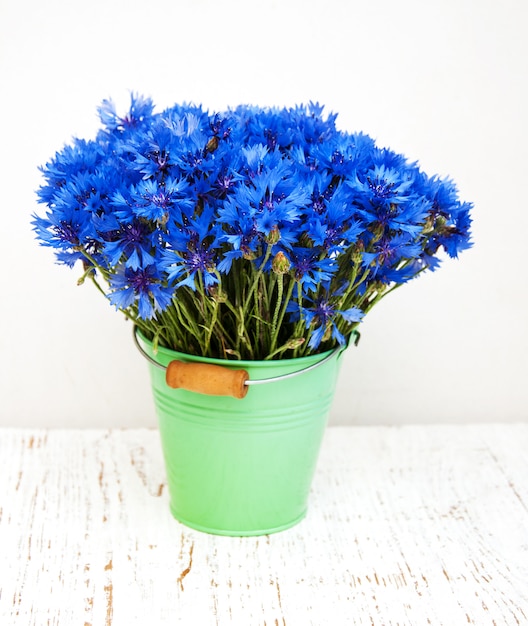 Foto blaue kornblumen