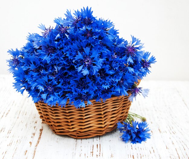 Blaue Kornblumen