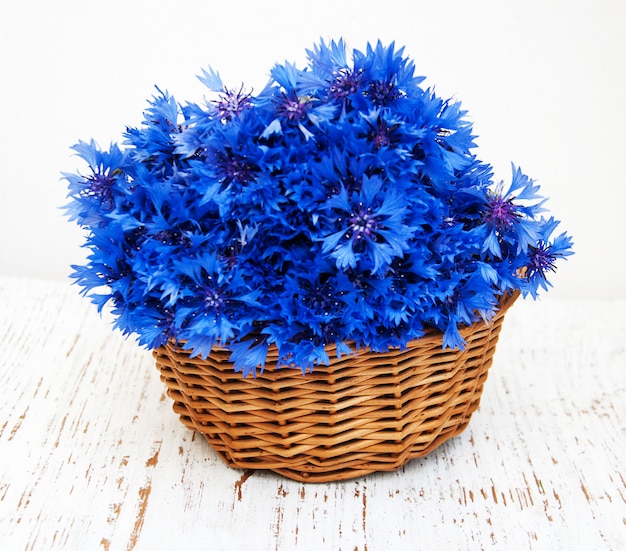 Blaue kornblumen