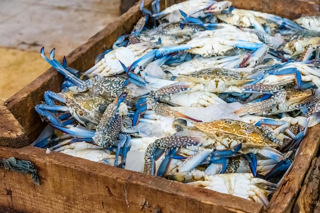 Blaue Krabben auf einem Fischmarkt in einer ägyptischen Stadt Hurghada