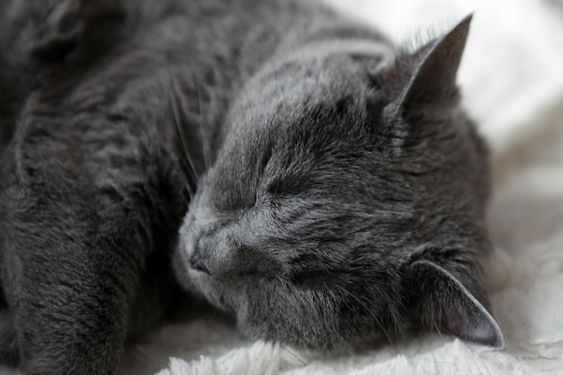 Blaue Kurzhaarkatze Haustier Graue Katze