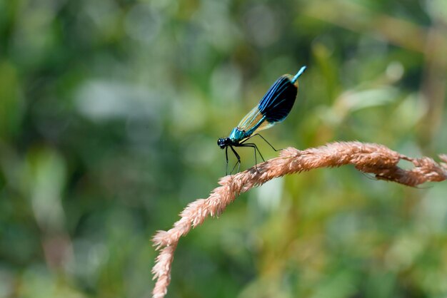 Blaue Libelle auf Pflanze