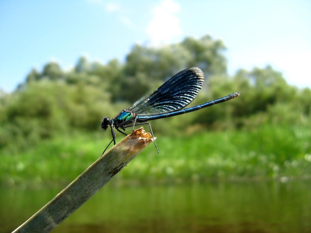 Blaue Libelle sitzt auf einem Stock über dem Wasser