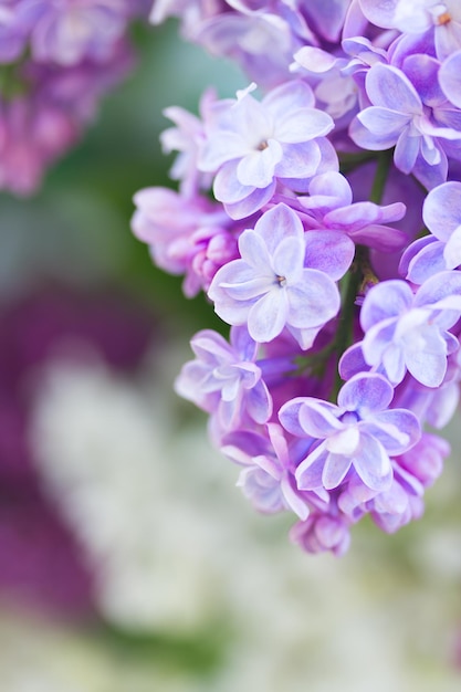 Blaue Lila-Blüten schließen einen flachen Fokus