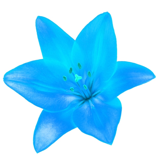 Blaue Lilienblume isoliert auf weißem Hintergrund Frühlingszeit Flache Ansicht von oben