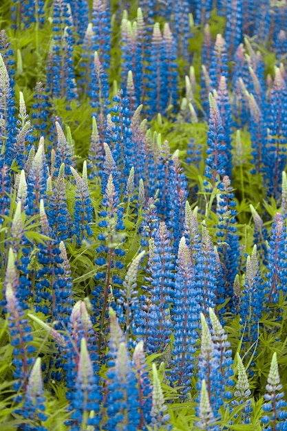 Blaue Lupinenblumen auf einem Sommerfeld