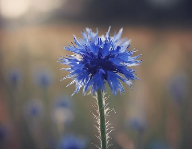 blaue Maisblumen