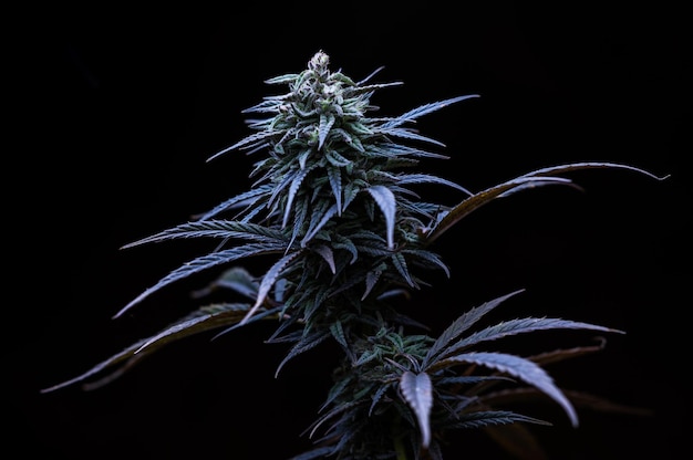 Blaue Marihuana-Cannabis-Indica-Pflanze
