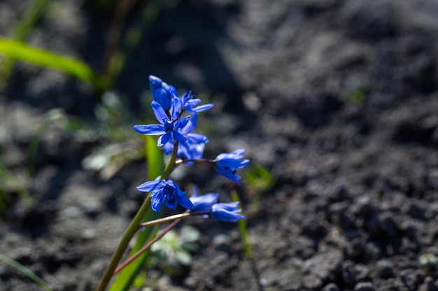 Blaue Meerzwiebeln lila Frühlingsblumen Hintergrund Wilde Glockenblume im Frühling