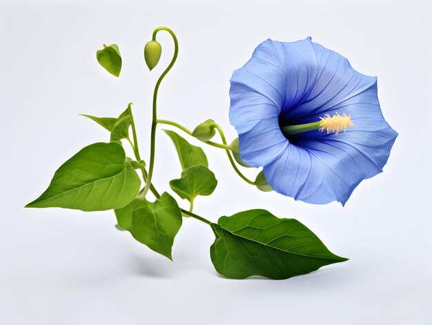 Blaue Morgenglorieblume im Studio-Hintergrund Einzige blaue Morgenglorieblume Schöne Blume