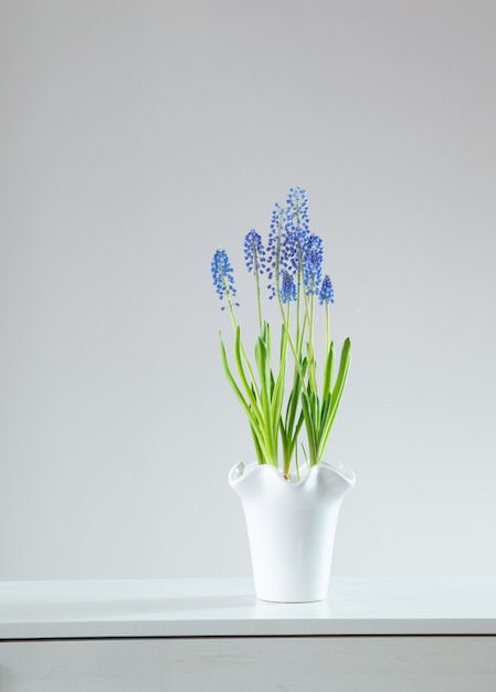 blaue Muscari-Blumen auf weißem Hintergrund