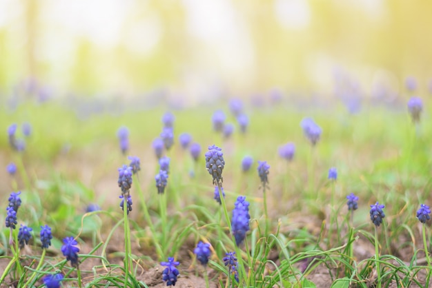 Blaue Muscariblumen