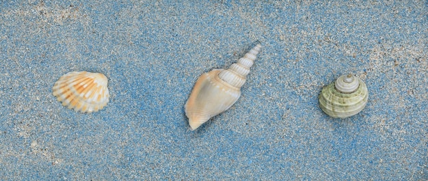 blaue Muscheln auf blauem Sand